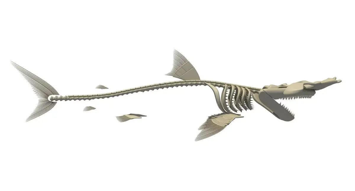 Hammerhead Shark Skeleton 3D model