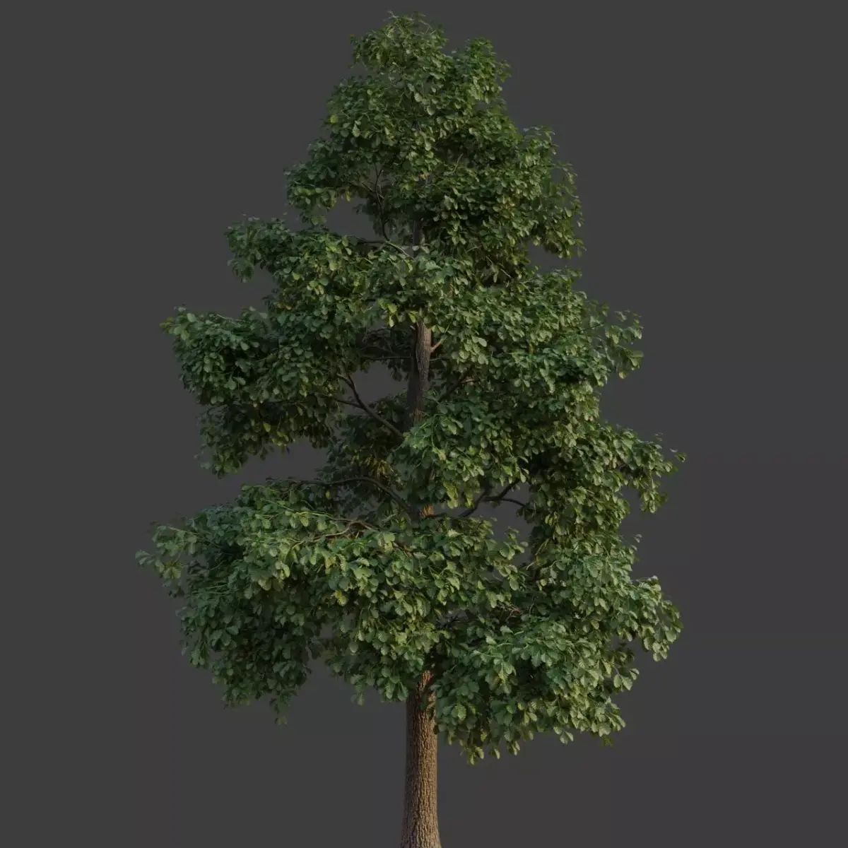 XfrogPlants Common Oak - Quercus Robur  3D model