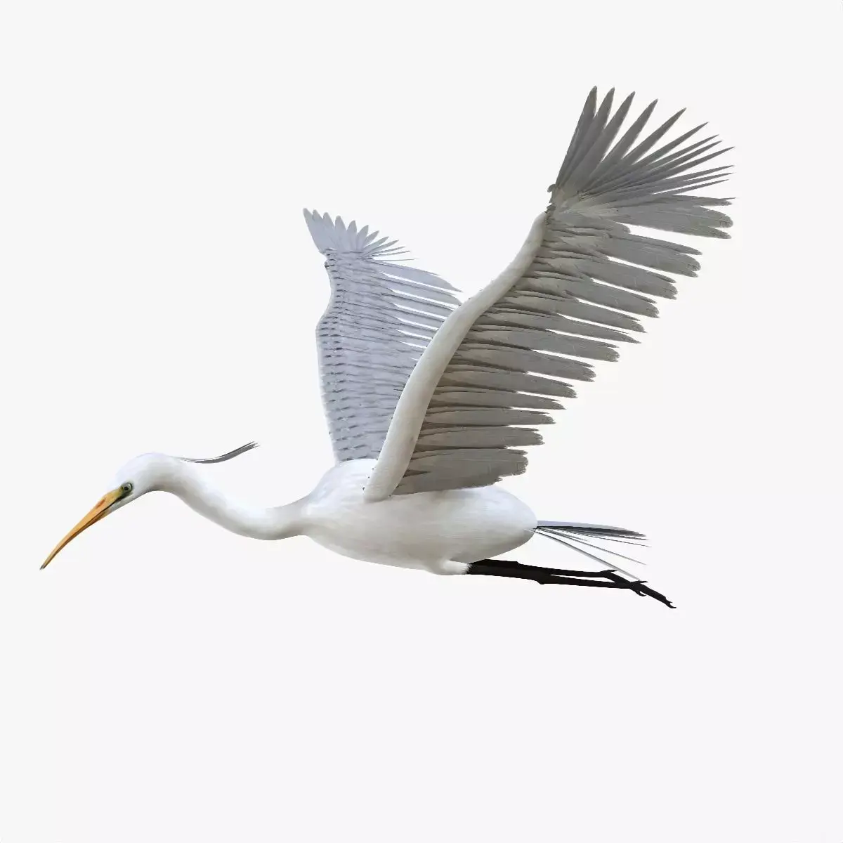 Egret bird rigged 3d model Low-poly 3D model