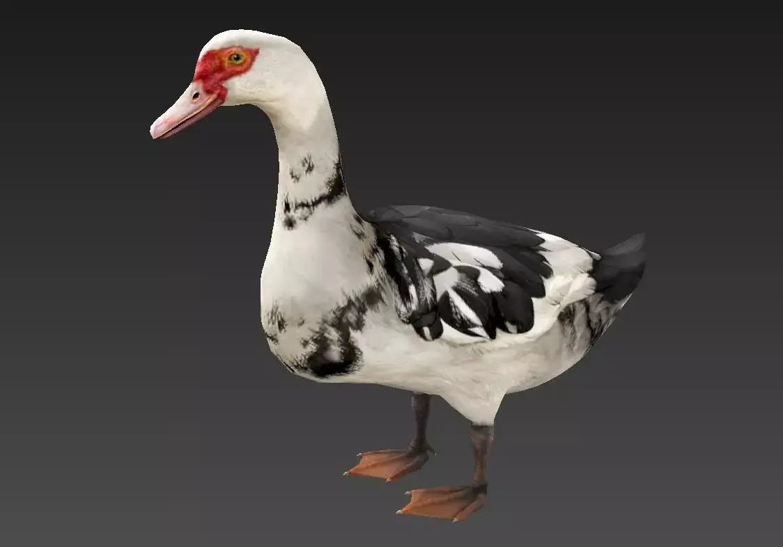 Mallard  duck  Low-poly 3D model