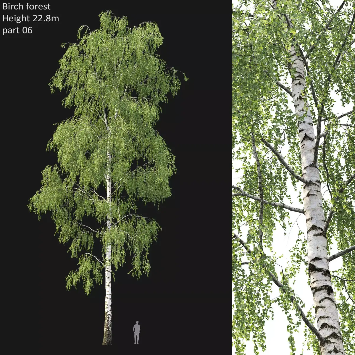 Birch forest part 06 3D model