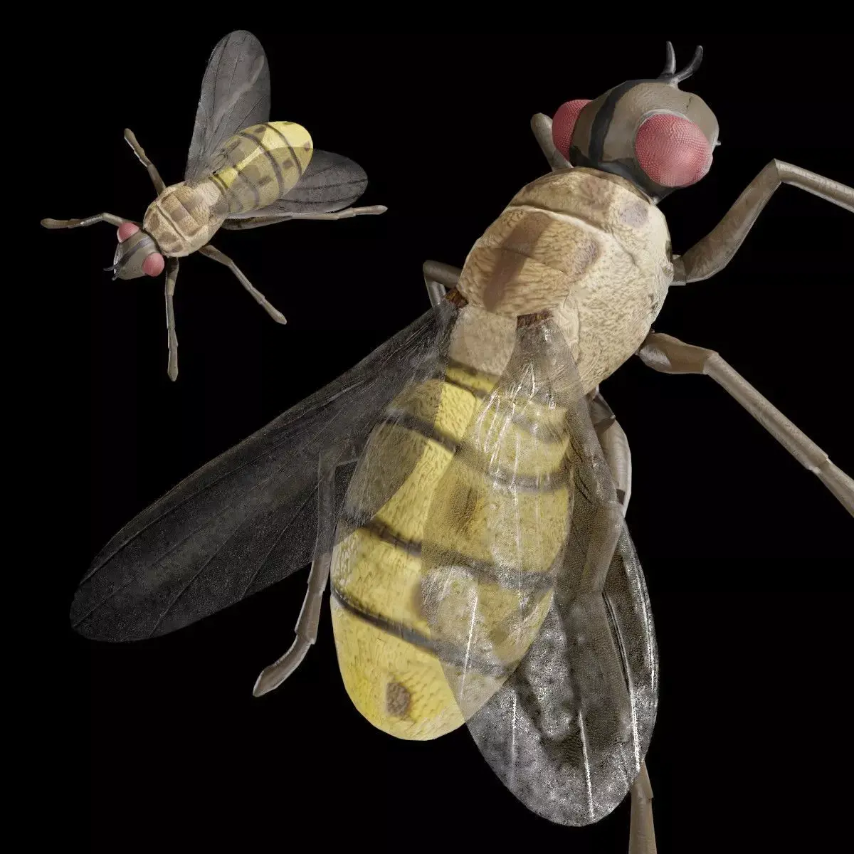 Housefly fully rigged low poly Low-poly 3D model