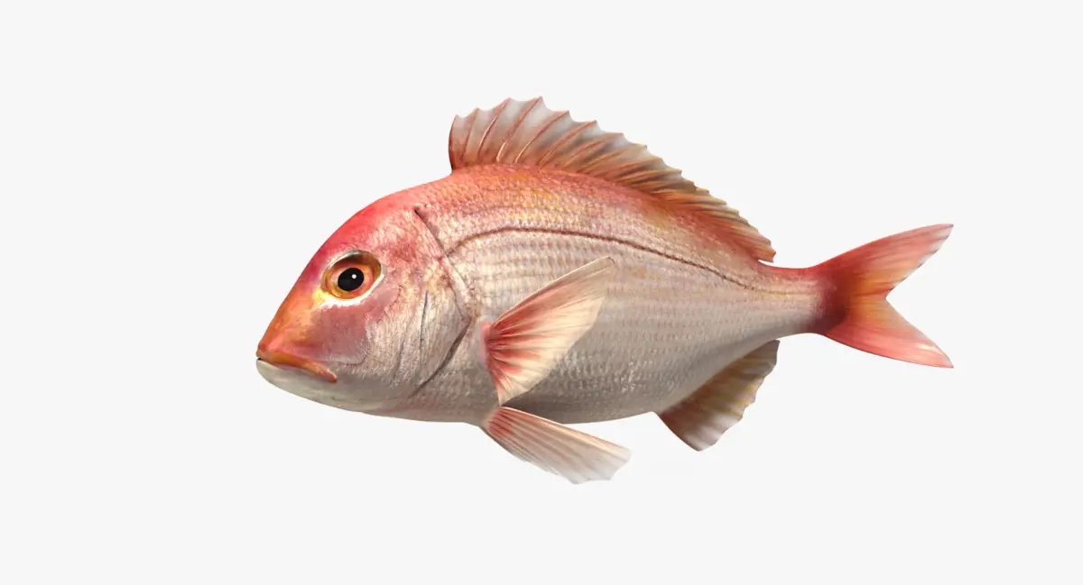 Snapper (Animated) 3D model