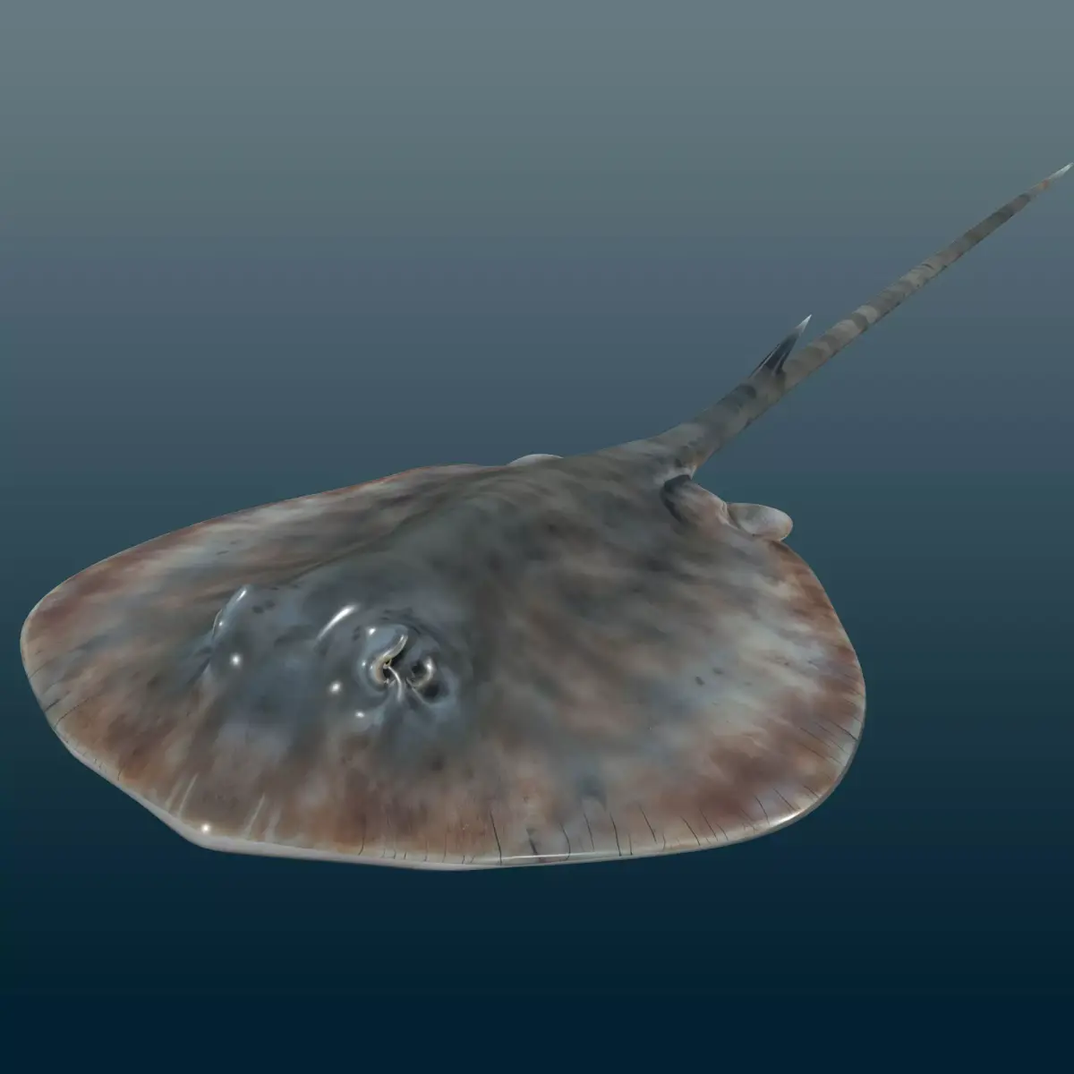 Stingray Fish Rig Low-poly 3D model