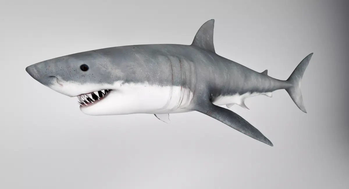 Great White Shark 3D model purchase