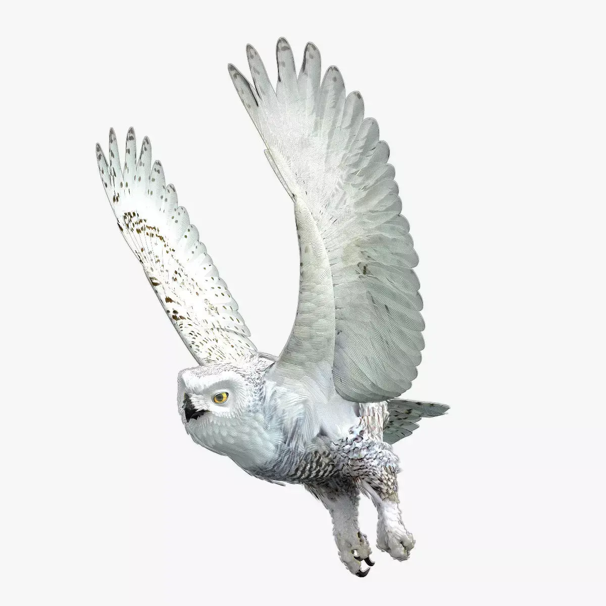 Snowy Owl - rigged - animated 3D model