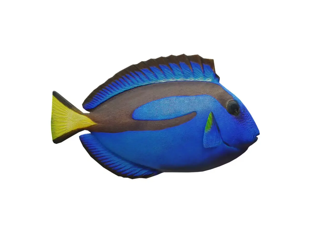 blue tang Low-poly 3D model