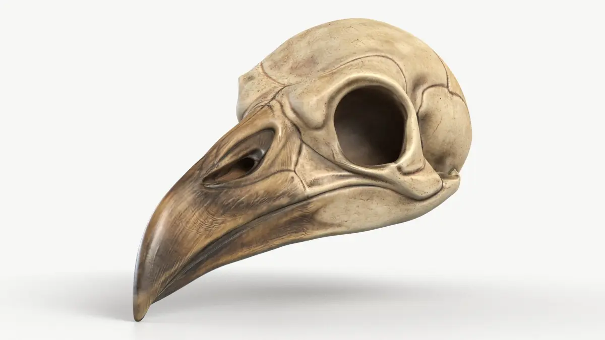 Bird Skull 2 3D model
