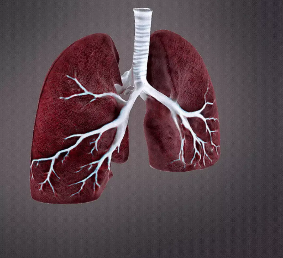 Human Lungs 3D print model