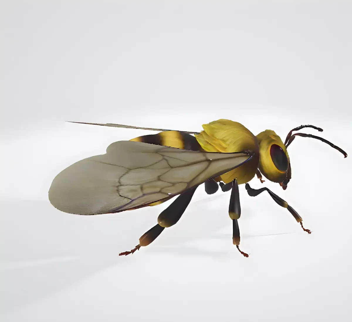3d hiperrealistic bee 3D model