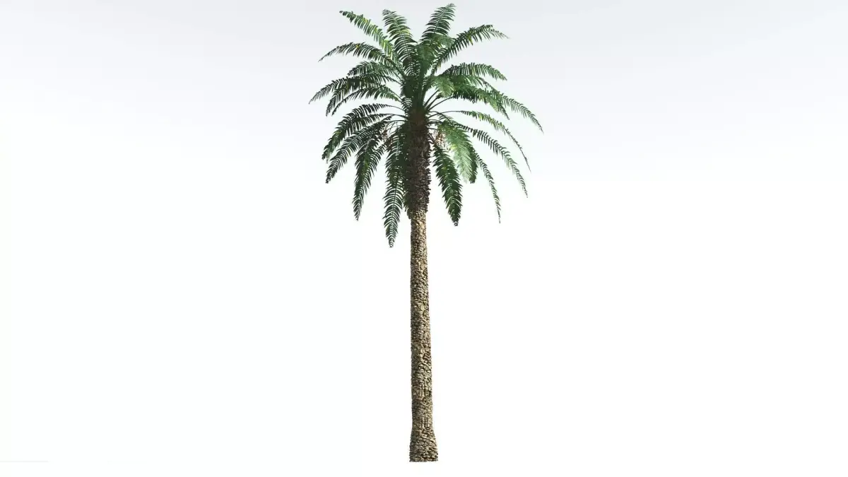 EVERYPlant Date Palm 4 --16 Models-- 3D model