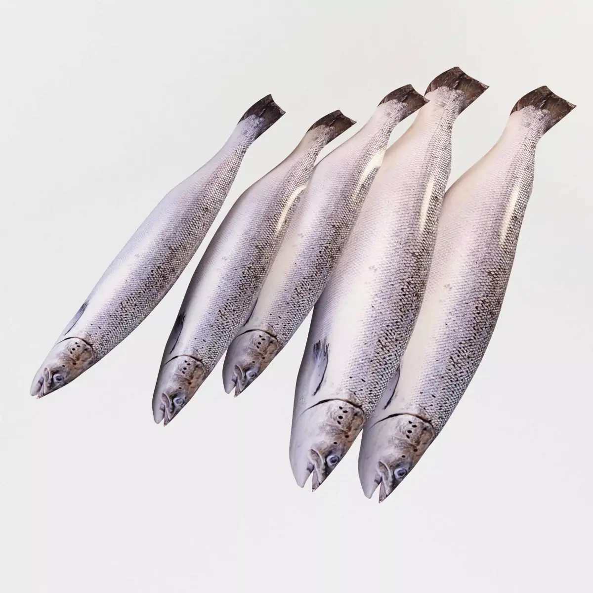 Semga Fish 3D model
