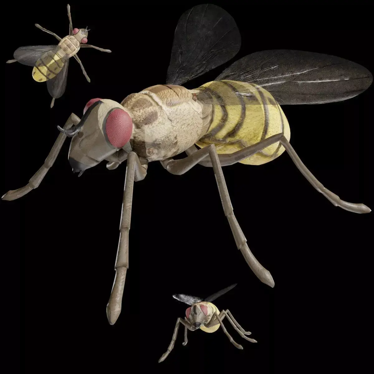 Housefly fully rigged low poly Low-poly 3D model purchase