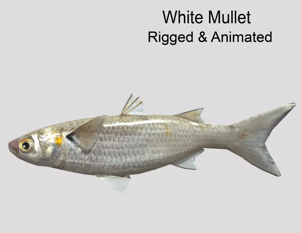 White Mullet Low-poly 3D model