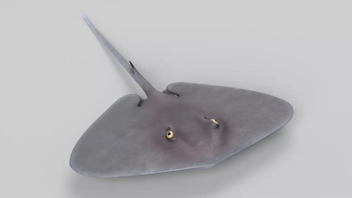 Stingray 3D model purchase