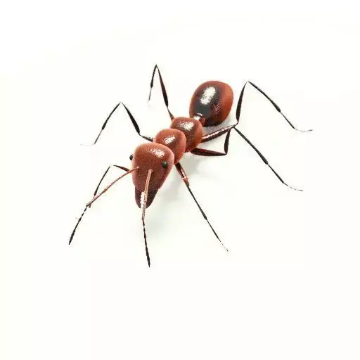 Ant 3D Model Rigged low-poly 3d model 3D model