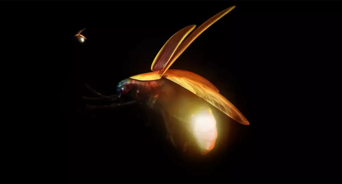 firefly 3d model fly 3D model