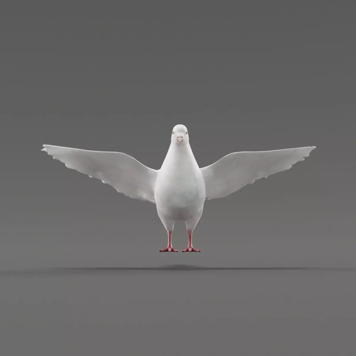 Columbidae White Dove Bird Low-poly 3D model