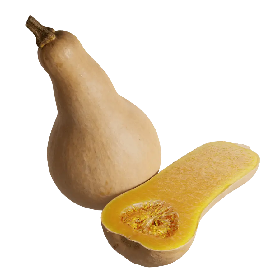  Butternut Squash Models 