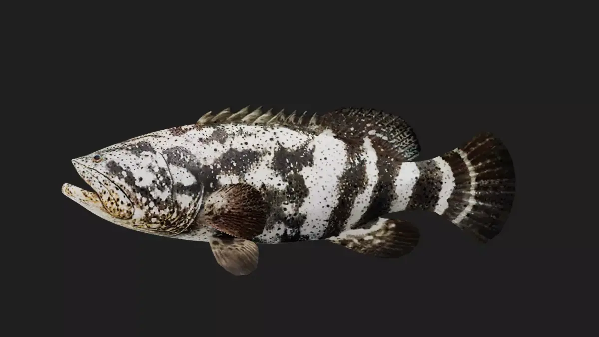 Grouper Low-poly 3D model 2