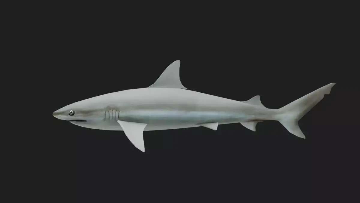 Blacknoseshark Low-poly 3D model purchase