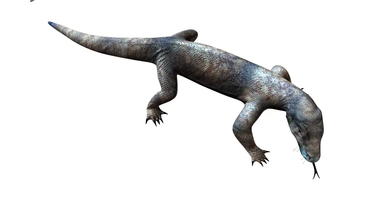 komodo dragon varanus australia animal 3D model