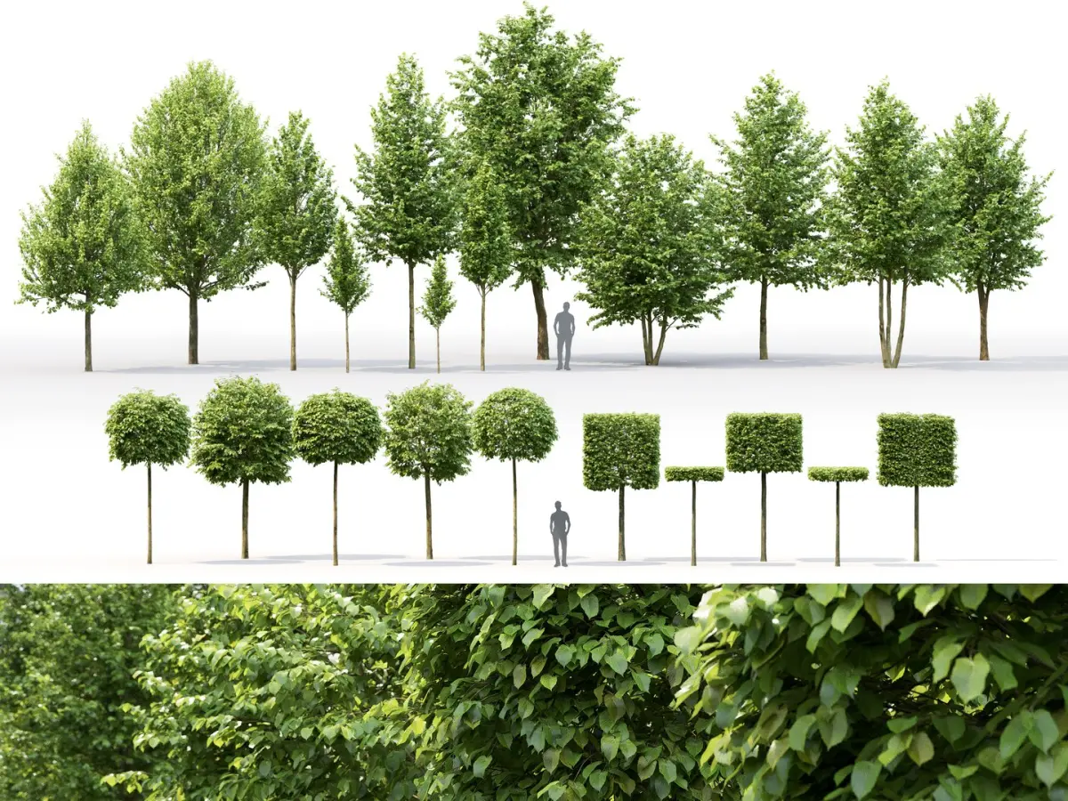 Tilia Pack 01 3D model
