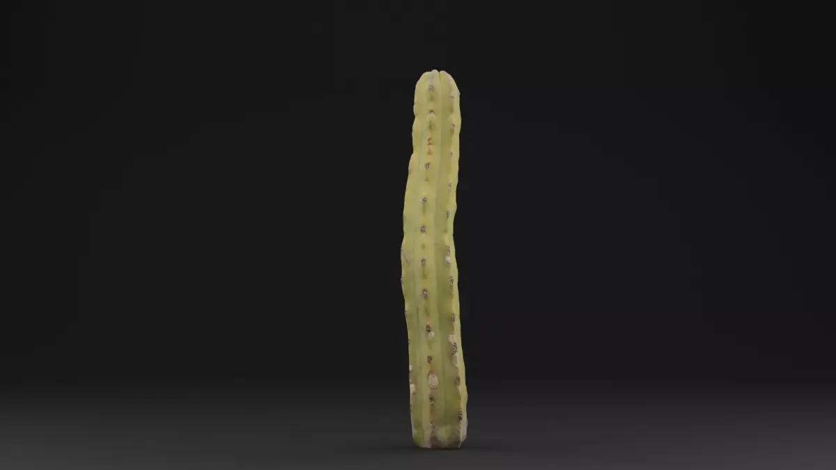 Cactus Plant Low-poly 3D model purchase