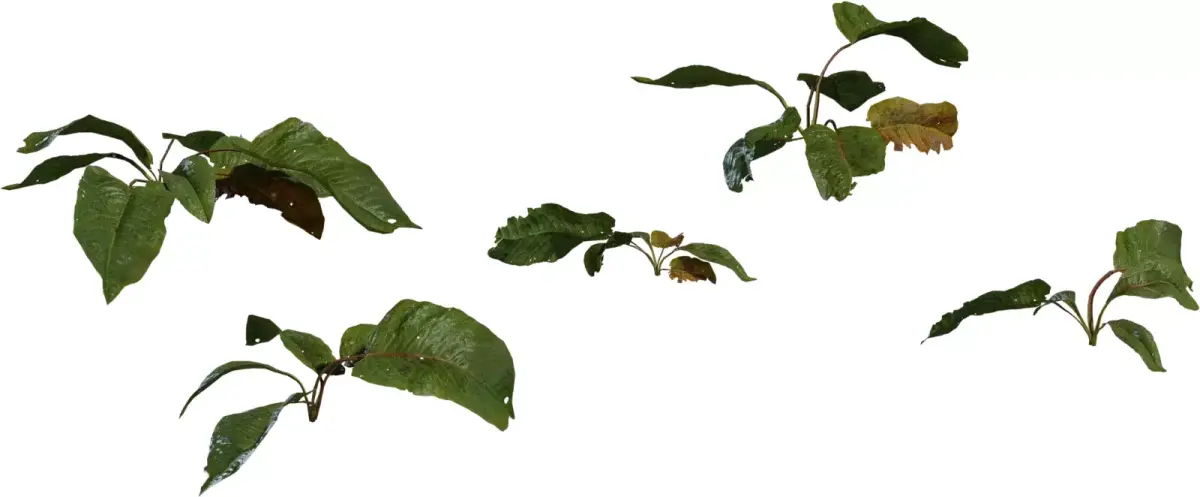 Broadleaf Ground Plant Sprig Pack Low-poly 3D model