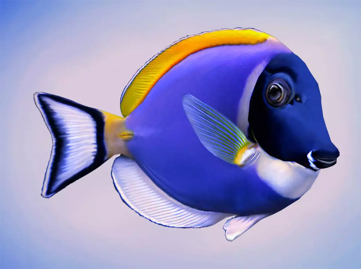 Acanthurus Leucosternon Low-poly 3D model