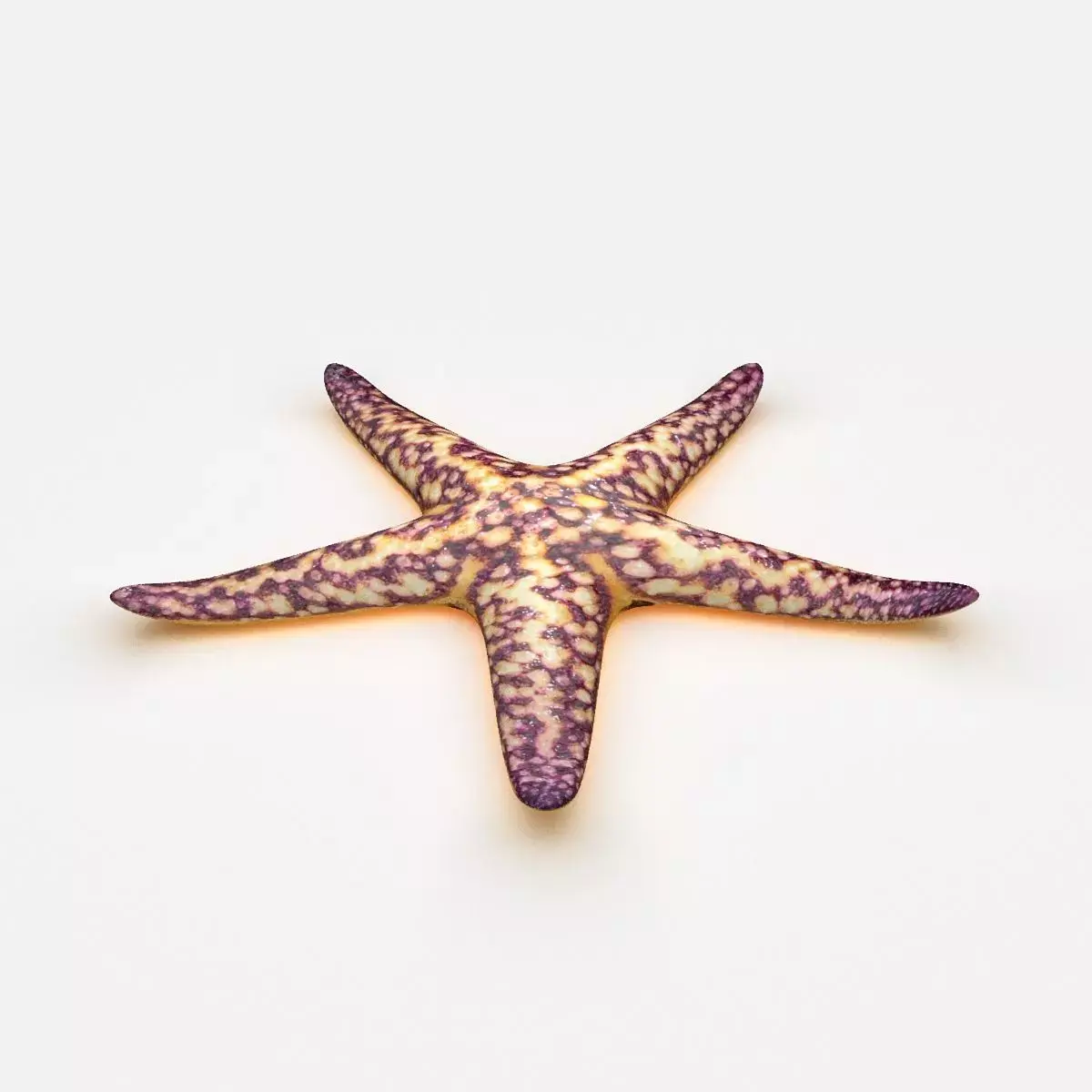Starfish Sea star Low-poly 3D model