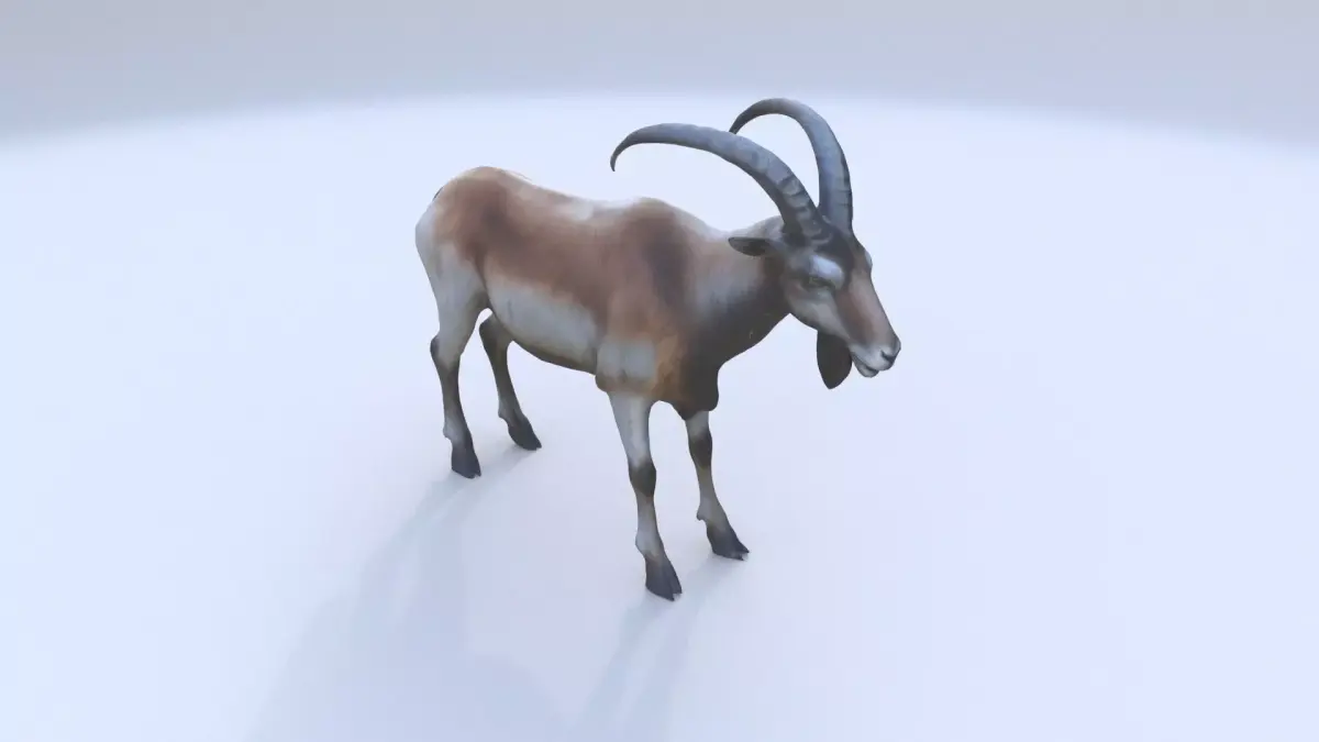 Markhor 3D model
