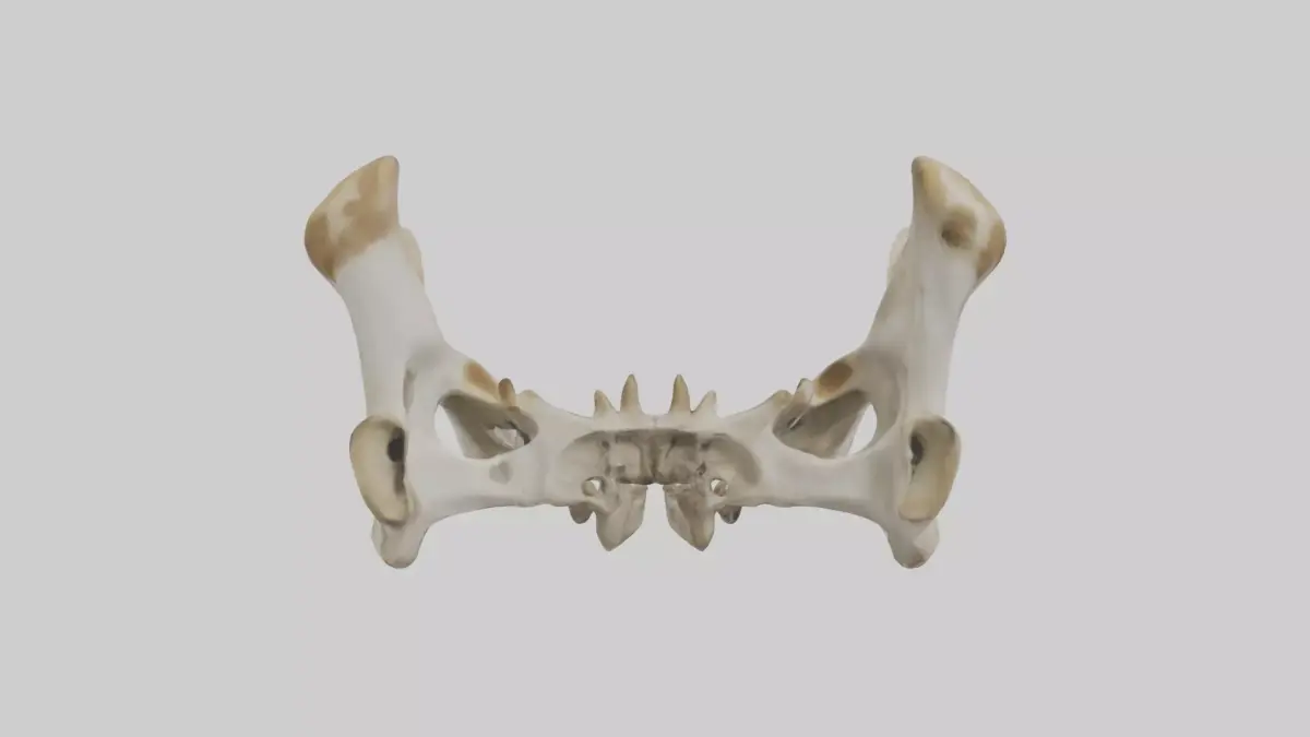 Giraffe Pelvis Low-poly 3D model