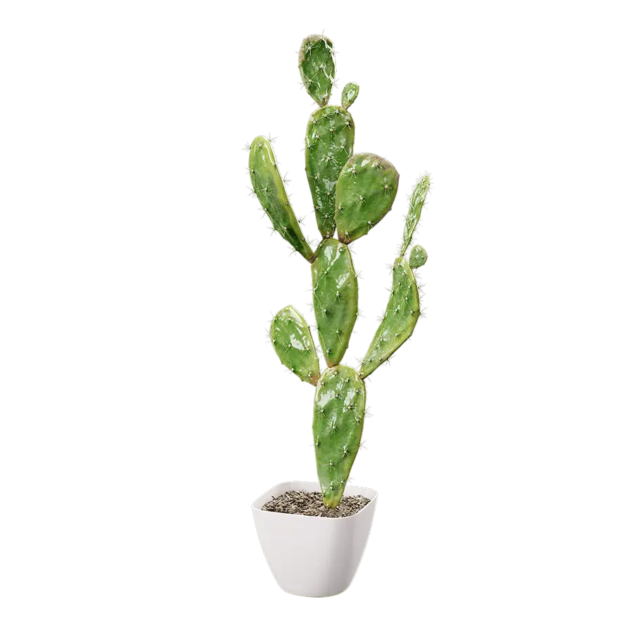  Watered Prickly Pear Cactus Potted Plant Model  buy