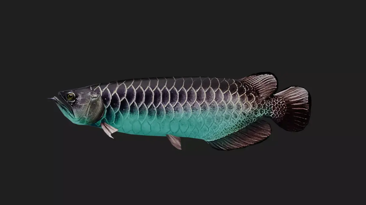 Arowana Low-poly 3D model purchase