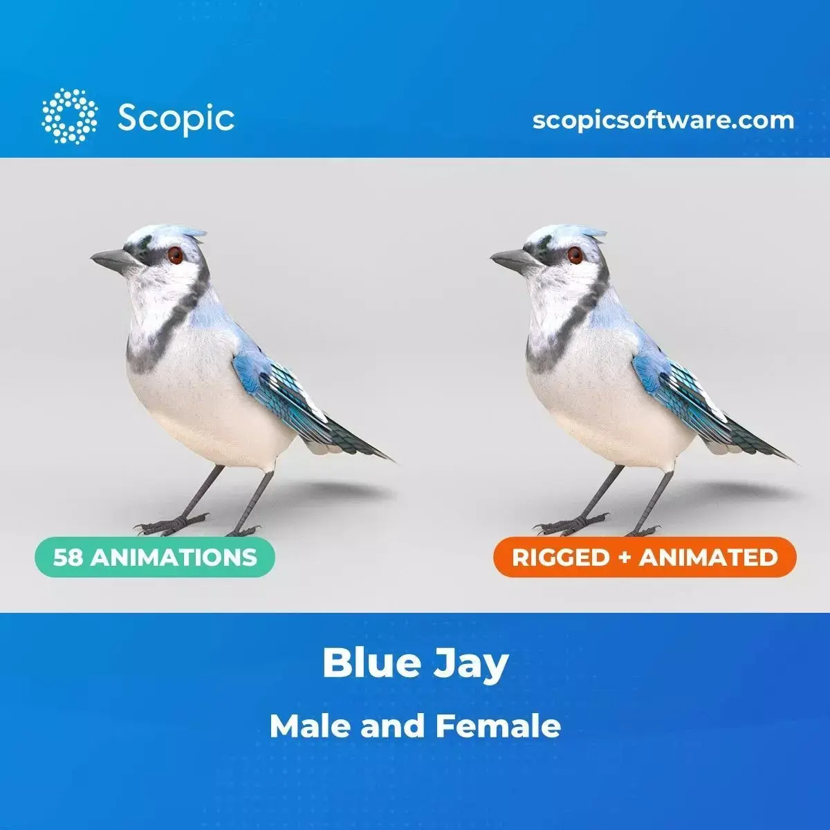 3D Bird Pack Blue Jay Male and Female Low-poly 3D model Low-poly 3D model