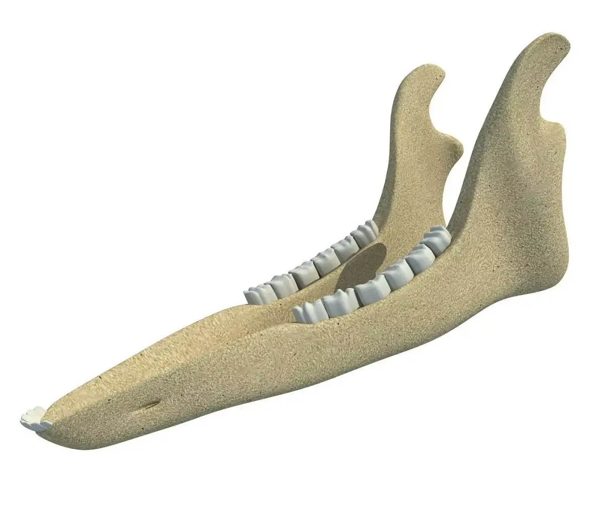 Deer Animal Jaw 3D model