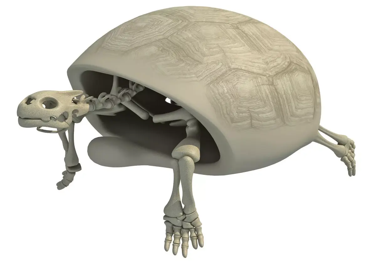 Turtle Skeleton with Cutaway Shell 3D model