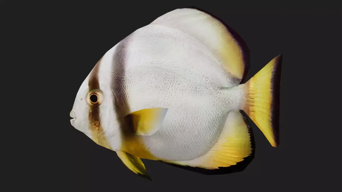Batfish Low-poly 3D model