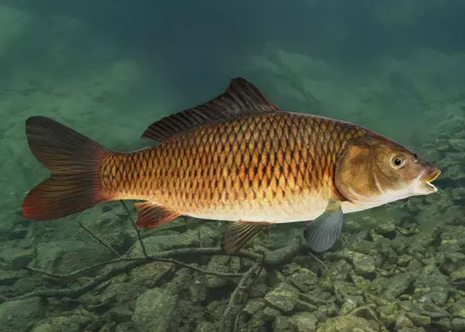 Common Carp - Cyprinus Carpio Realistic Animated 3D model