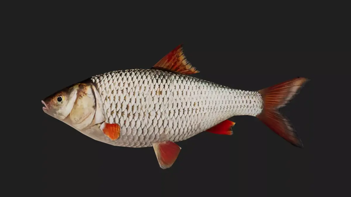 Roach Low-poly 3D model