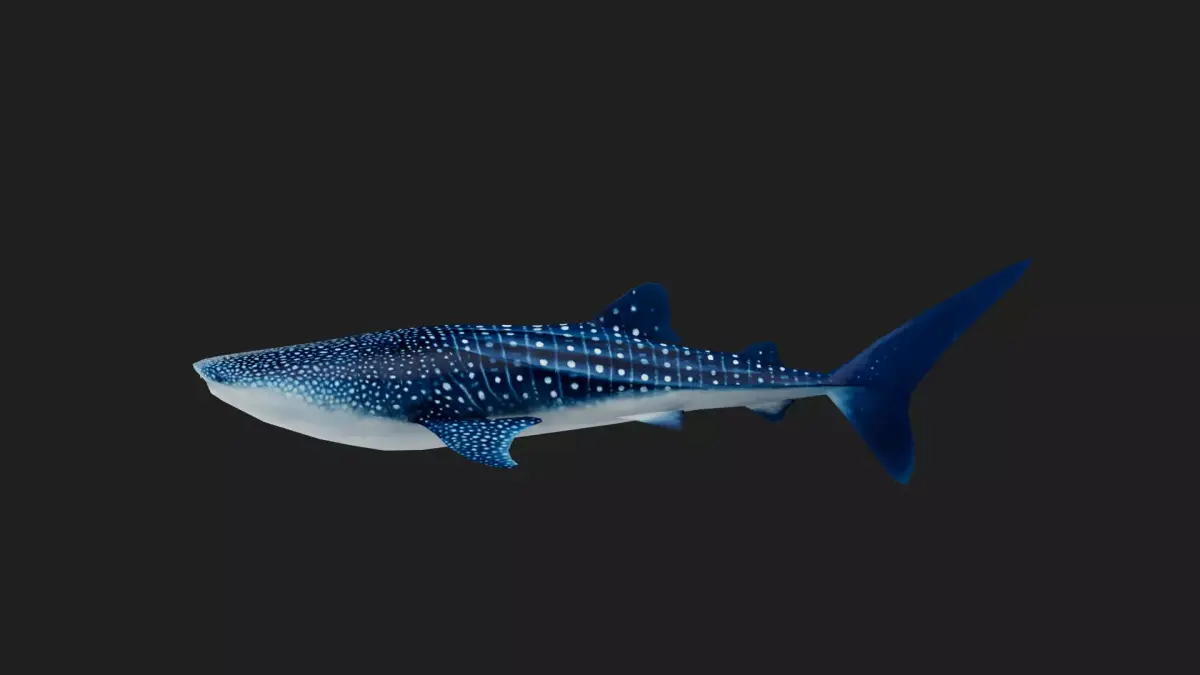 Shark Low-poly 3D model 34