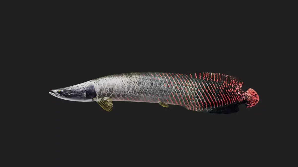 Arapaima Low-poly 3D model
