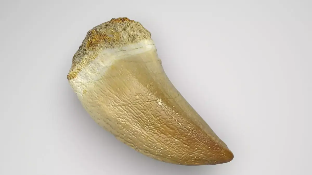 Mosasaurus Tooth 3D model