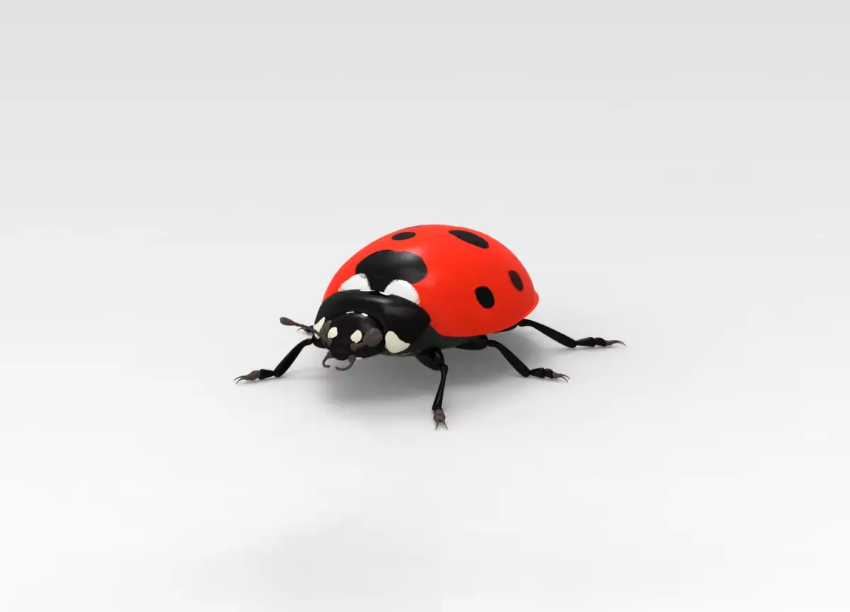 Ladybug 3D model get