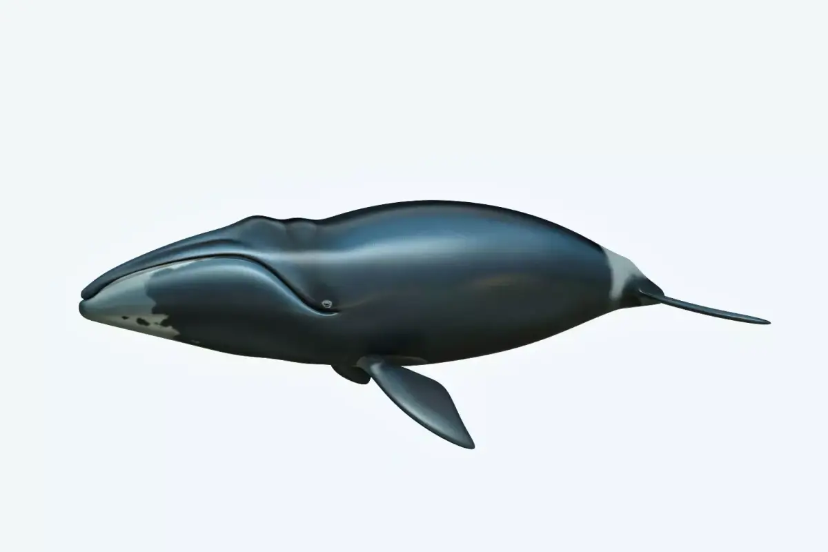 Whale Bowhead 3D model