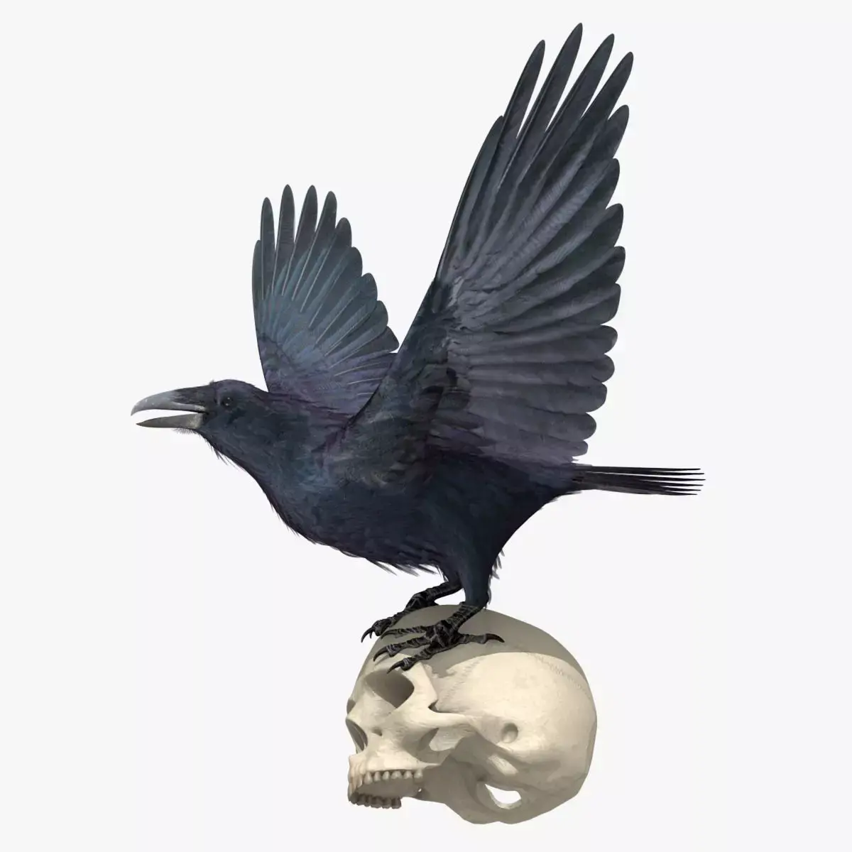 Common Raven - rigged - animated 3D model
