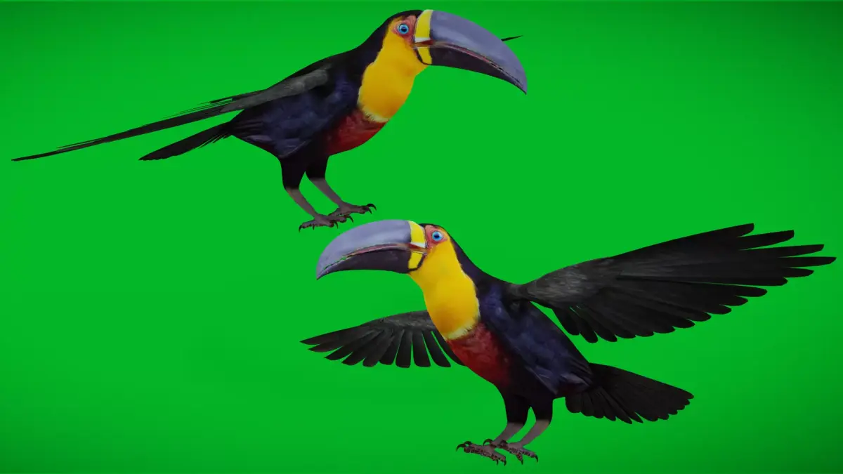 Channel Billed Toucan Bird Low-poly 3D model