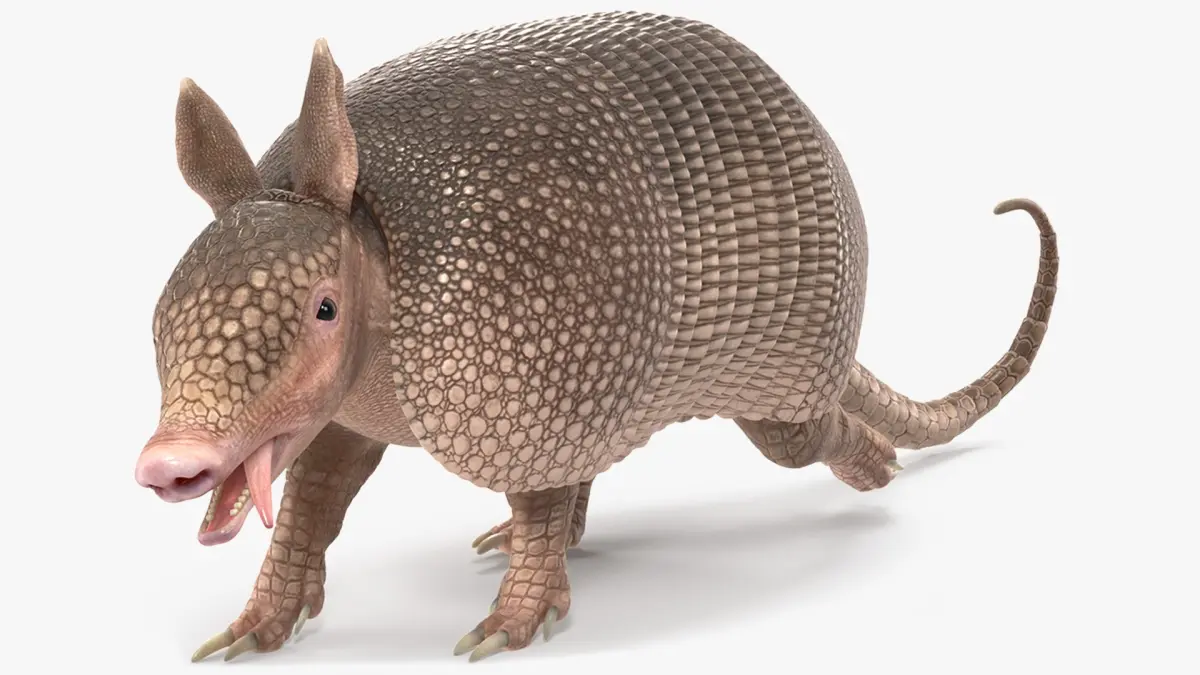 Armadillo Pink Rigged 3D model