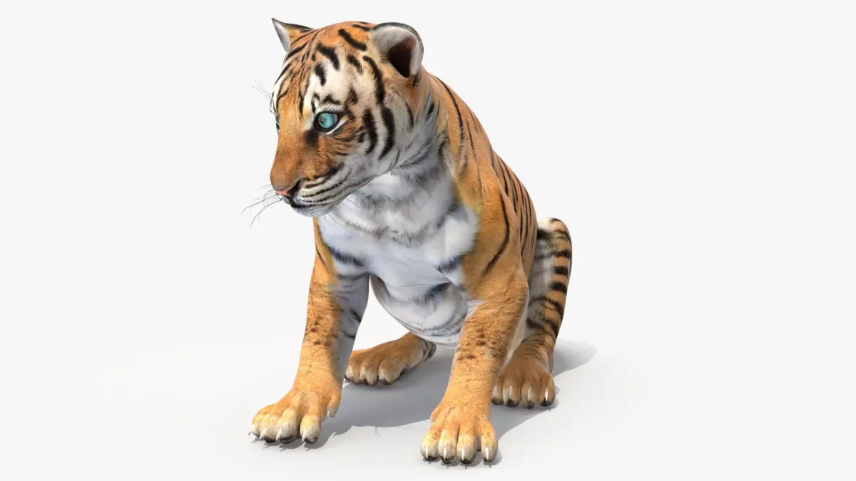 Tiger Cub Sitting 3D model
